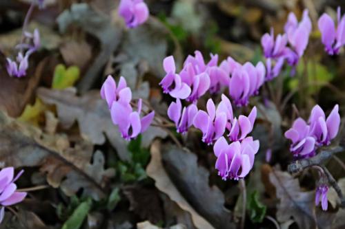 ARAM95 20251005 TOPORADIO 85531