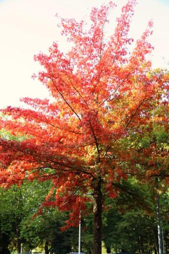 ARAM95 20251005 TOPORADIO 8579