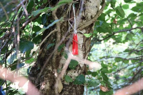 ARAM95 20251005 TOPORADIO 8625